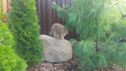 A Scottish-bred cat sits on a boulder near a metal profile fence under ornamental trees and he's...