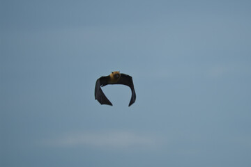 Single fruit bat, flying fox flying, Mahe, Seychelles 