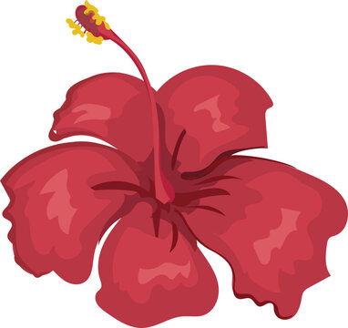 Shoeflower illustration on transparent background.
