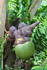 Young female coco de mer nut inside the botanical garden, Mahe Seychelles.