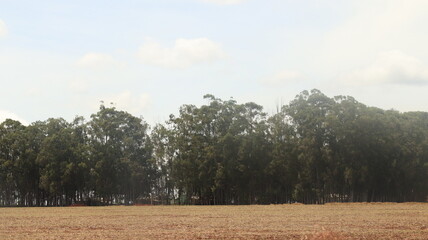 Fototapeta premium agricultural field at daytime harvest