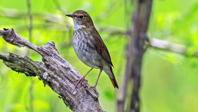 A redstart bird (Rufous-tailed Robin) in the woods. 