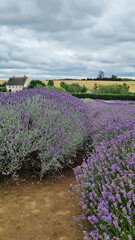 Field of purple lavender flowers under cloudy sky