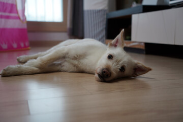 Cute white dog lying on the floor in the living room.