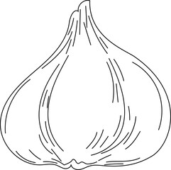 Hand drawn garlic illustration on transparent background.

