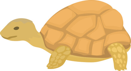 Tortoise illustration on transparent background.
