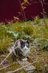 cat in the garden