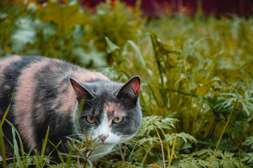 cat on the grass