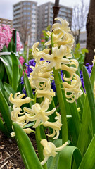 Ivory yellow hyacinths bloom in an urban park