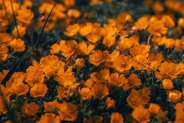 Orange flowers on a green meadow in the spring. Selective focus.