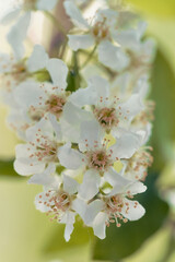 White flowers of a pear tree in spring. Shallow depth of field.