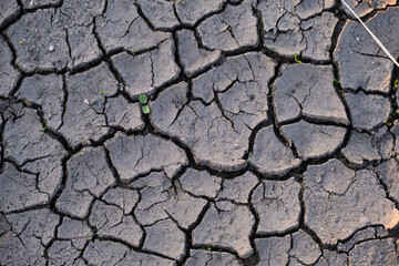 Dry cracked earth background. Global warming, climate change concept.