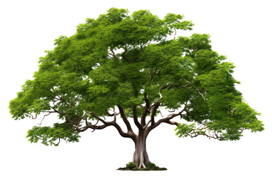 PNG Rain tree plant white background tranquility.