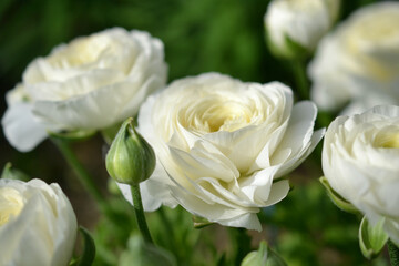 ラナンキュラス