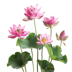 Three, four, or five blossoming lotuses in a group, isolated against a white background 
