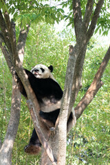Playful Male Panda, Le Bao, Everland, Korea