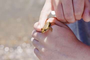 Cute teenage girl holding a little frog in her hands. Happy childhood in nature or in the countryside. children and animals. without face