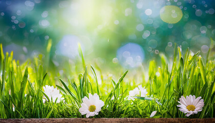 beautiful sunny summer background with grass and flowers, free space