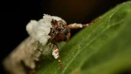 Details of a white moth on a green leaf
