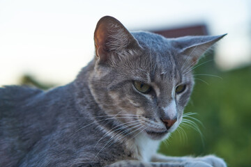 A gray cat lying on a brick wall.