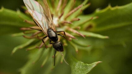Details of an ant with wings perched on a leaf