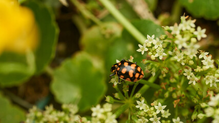 An orange ladybug perched on some white flowers