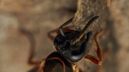 Black and yellow wasps building their diaper