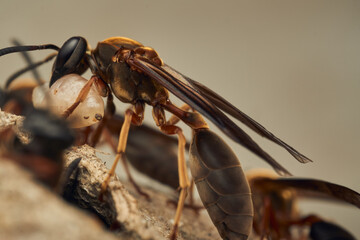 a wasp with a larva in its jaw