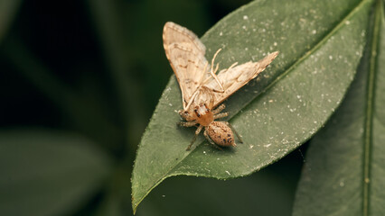 a spider eating eating a moth on a green leaf