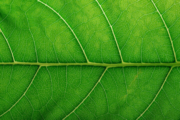 fig tree fiddle leaf closeup, green leaves texture as background