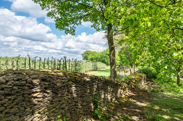 Historic Vineyard Wall made of iron sandstones along a walking route on the Vineyard Mountain in Wezemaal, Hageland, Belgium.