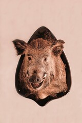 Wildschweintrophäe 1
