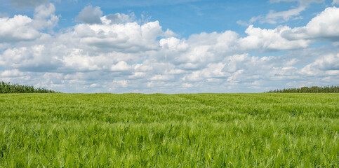 Green wheat field natural landscape.