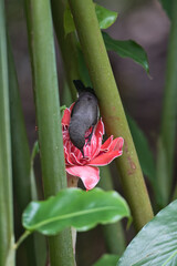 Seychelles sunbird, colibri taking nectar on torch ginger flower inside the botanical garden, Mahe, Seychelles 