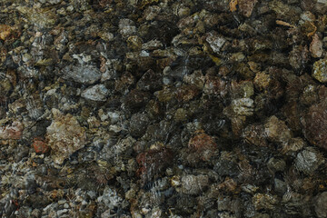 Pebbles underwater at the bottom of a mountain river.