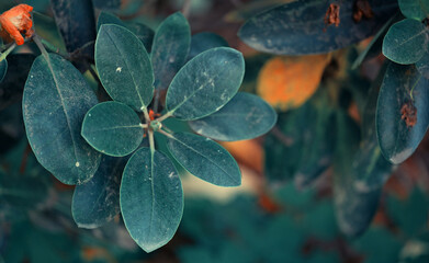 red and yellow flower