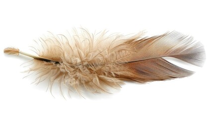 Colorfully feathers background - High resolution ,Elegant fluffy feather colorful isolated on the white background, Decorational bird's feather ,feather on a white background, Macro

