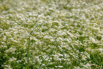 Selective focus of white flowers Cow Parsley in spring, Anthriscus sylvestris, Wild chervil or keck is a herbaceous biennial or short-lived perennial plant in the family Apiaceae, Natural background.