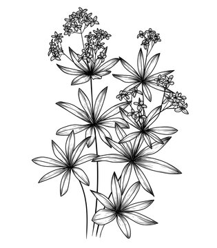 Vector illustration of forest medicinal herbs woodruff