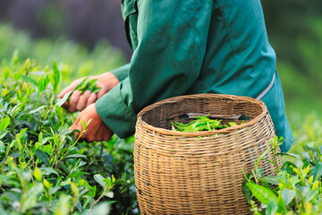 People picking green tea leaves in spring tea farm mountains