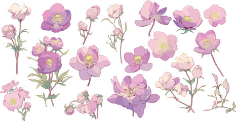 helleborus clipart vector for graphic resources