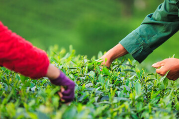 People picking green tea leaves in spring tea farm mountains