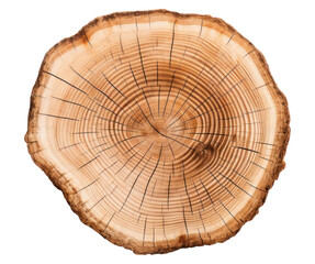 PNG Cutted oak log plant wood tree.