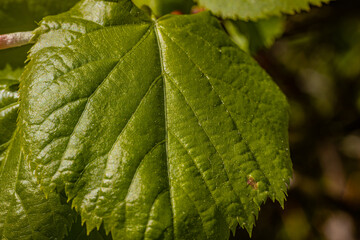New green leaves on the bush in spring. Landscape.