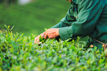 People picking green tea leaves in spring tea farm mountains