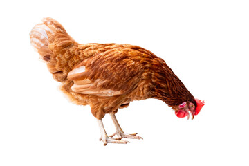 Chicken, Full body of brown chicken hen standing isolated transparent background, Laying hens...