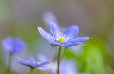 Fototapeta premium liverwort flowers growing