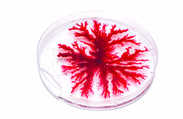 Petri dish with red agar, cell blood isolated on white background.