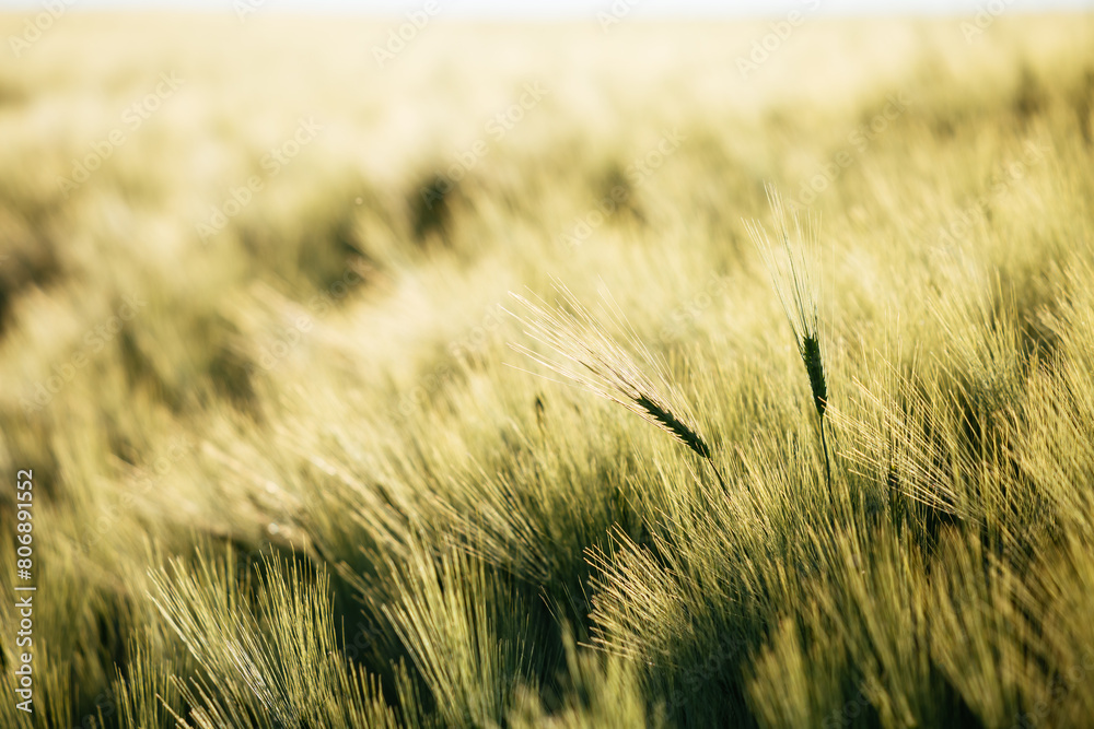 Wall mural Bright spikes of barley in the summer field glow under the sun's rays.