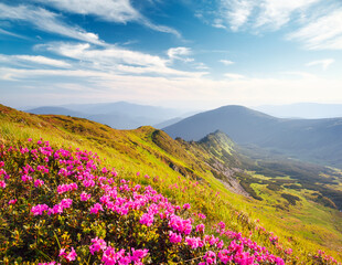 Blooming alpine meadows with magical rhododendron flowers on a sunny day. Carpathian mountains,...